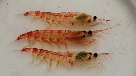 磷虾油软胶囊代加工