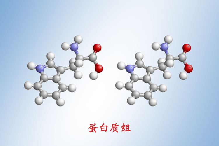 养生讲堂----蛋白质