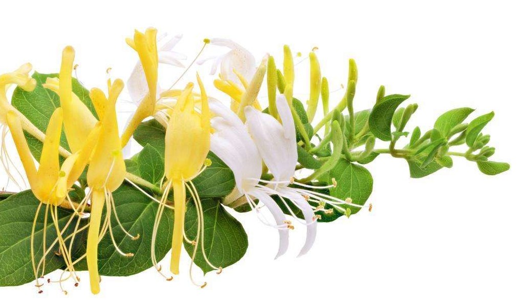 金银花袋泡茶代加工