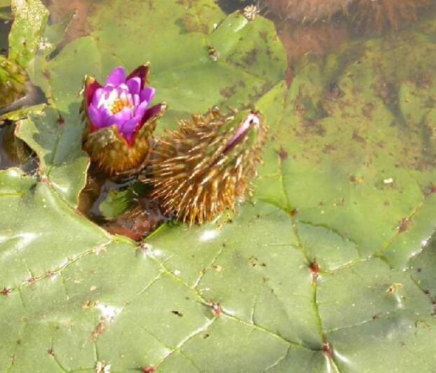 芡实压片糖果 保健食品代加工